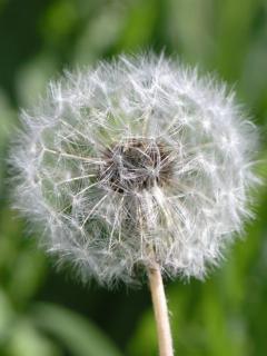 Other Wallpapers 0278